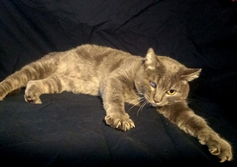 multimedia-foto60622-241-1