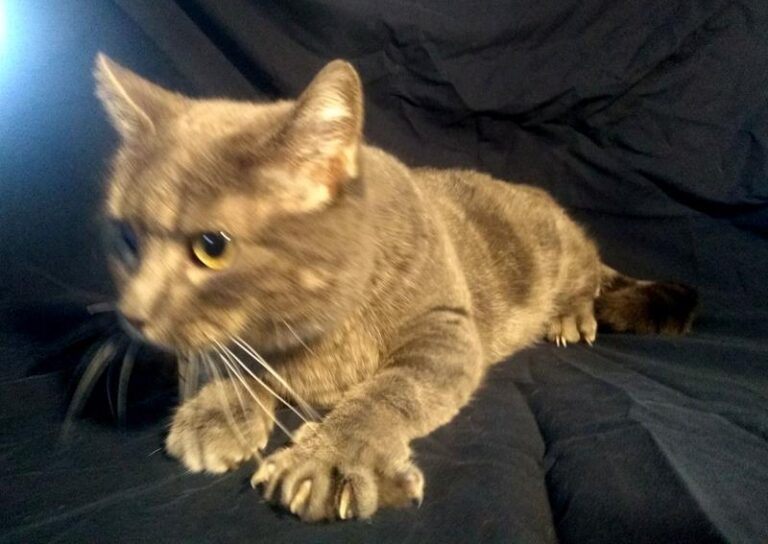 multimedia-foto60623-241-1