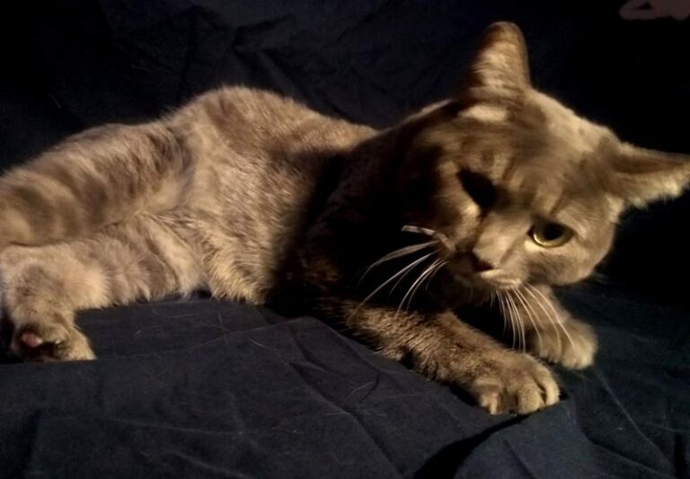 multimedia-foto60624-241-1