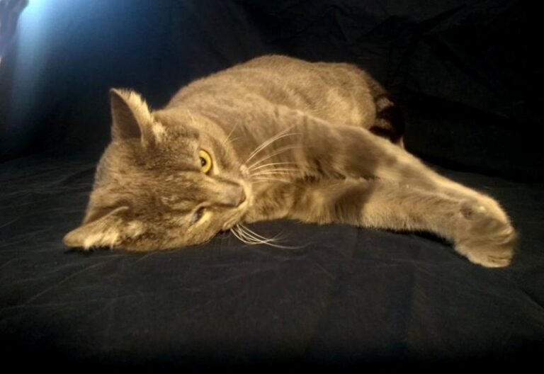 multimedia-foto60625-242-1