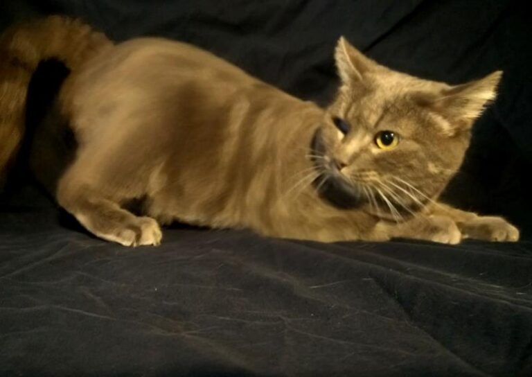 multimedia-foto60626-242-1