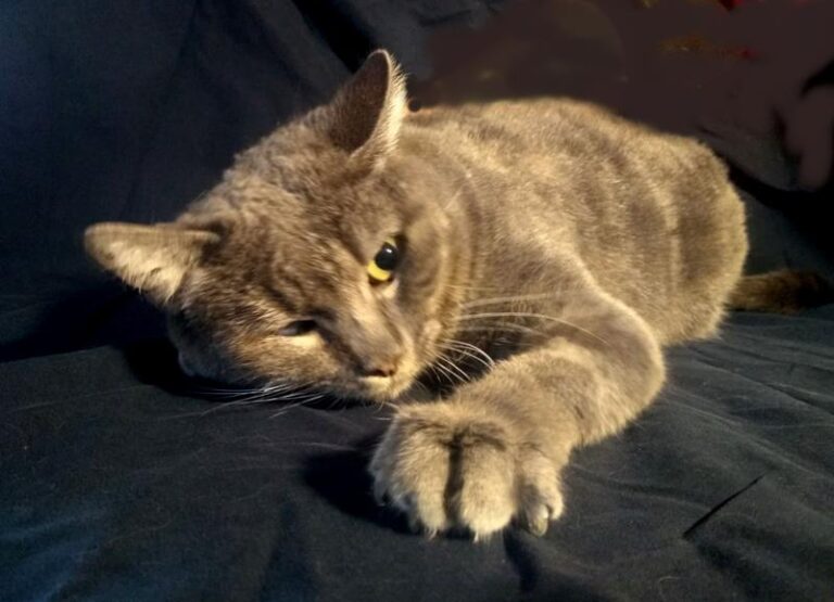 multimedia-foto60627-242-1