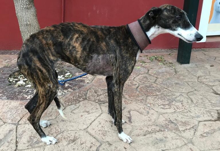 multimedia-foto60636-73-1