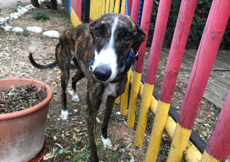 multimedia-foto60637-73-1