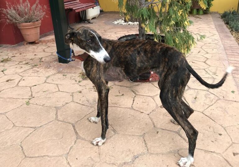 multimedia-foto60639-73-1