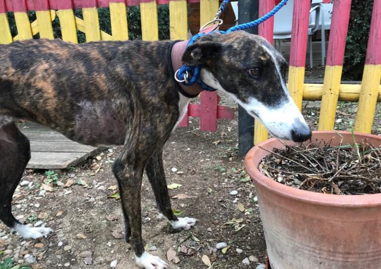 multimedia-foto60640-74-1