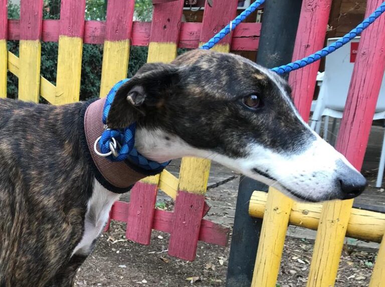 multimedia-foto60641-74-1