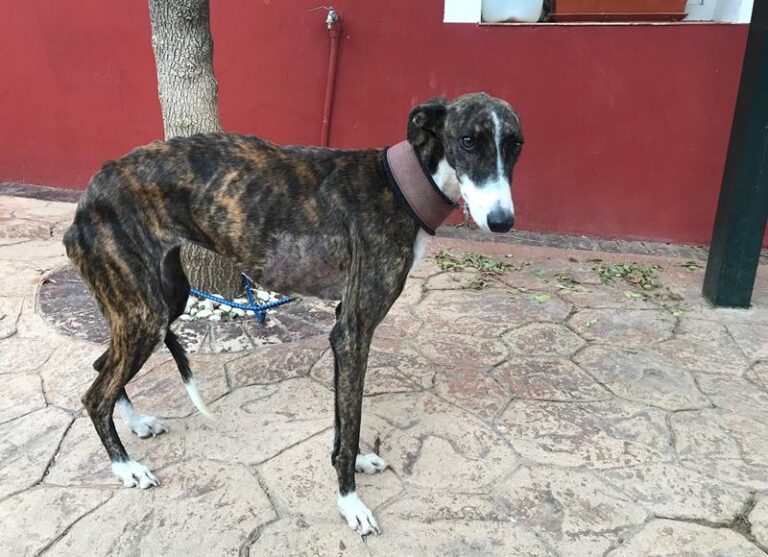 multimedia-foto60642-74-1