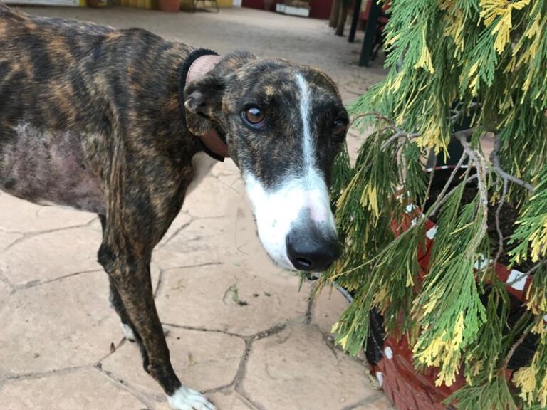 multimedia-foto60643-74-1