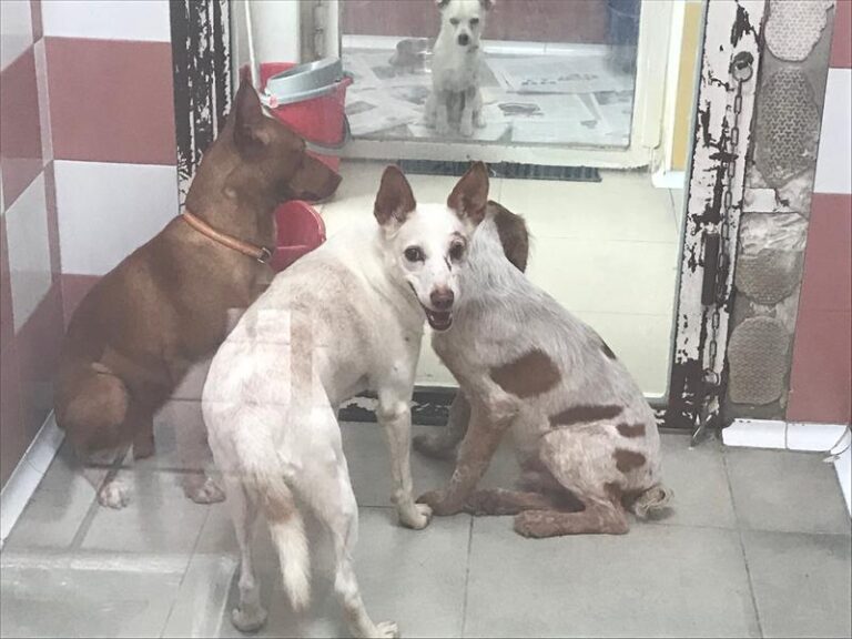 multimedia-foto60688-617-1