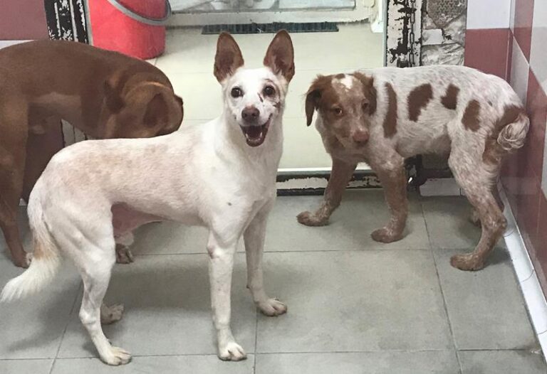 multimedia-foto60692-617-1