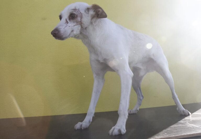 multimedia-foto60693-617-1