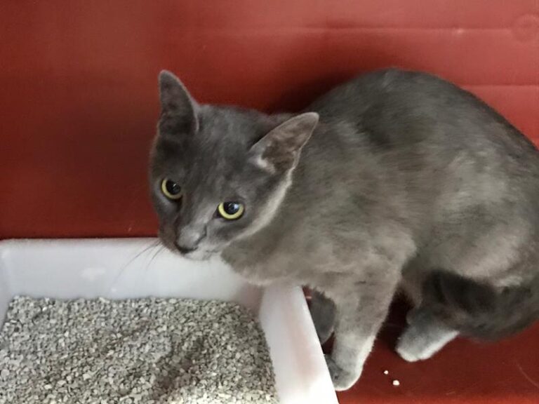 multimedia-foto60706-81-1