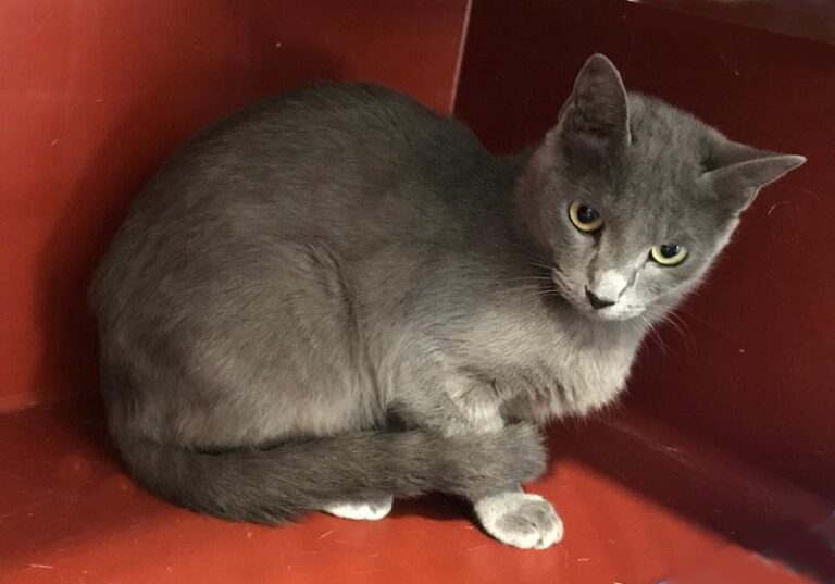 multimedia-foto60710-82-1