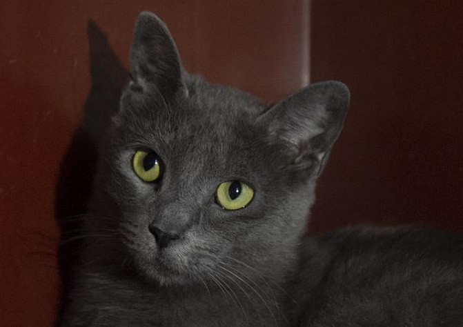 multimedia-foto60711-82-1