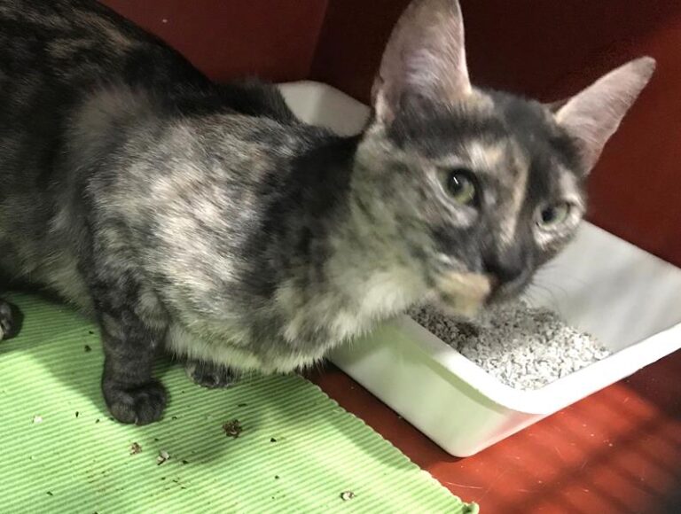 multimedia-foto60713-922-1