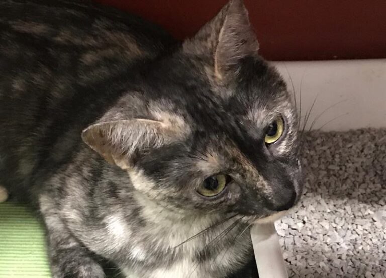 multimedia-foto60716-923-1