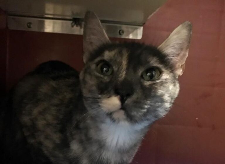 multimedia-foto60717-923-1