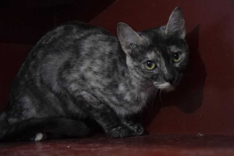 multimedia-foto60719-923-1