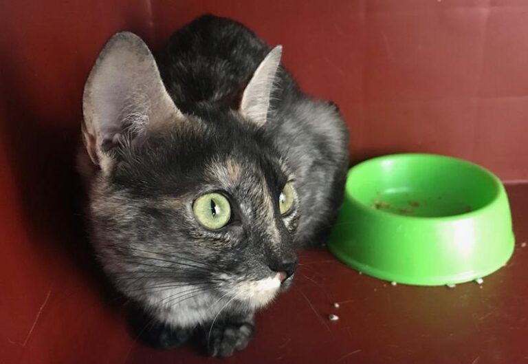 multimedia-foto60720-923-1