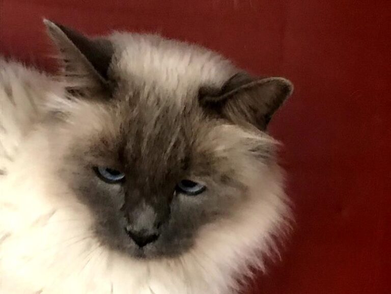 multimedia-foto60729-323-1