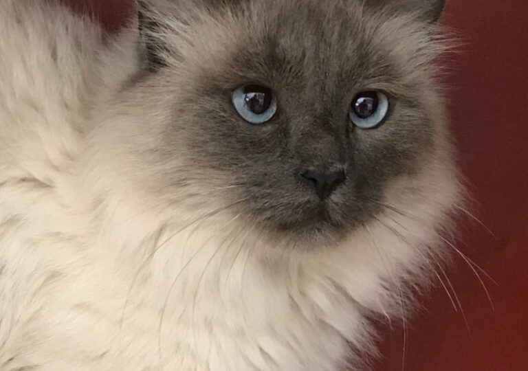 multimedia-foto60731-323-1