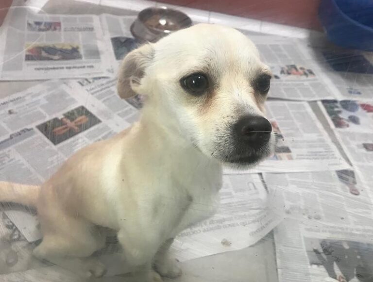 multimedia-foto60739-768-1