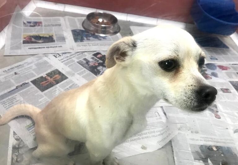 multimedia-foto60740-768-1