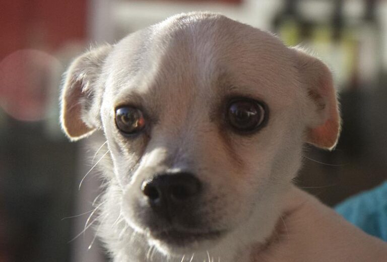 multimedia-foto60744-769-1