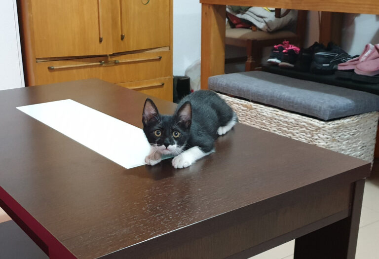 multimedia-foto60796-791-1