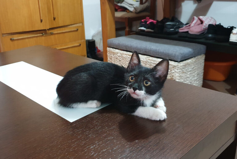 multimedia-foto60798-792-1