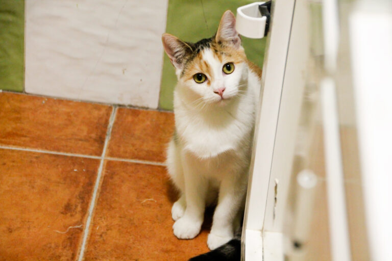 multimedia-foto60825-192-1