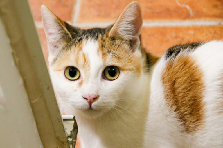 multimedia-foto60826-192-1