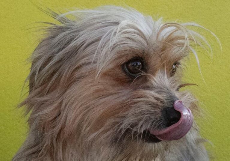 multimedia-foto60835-539-1