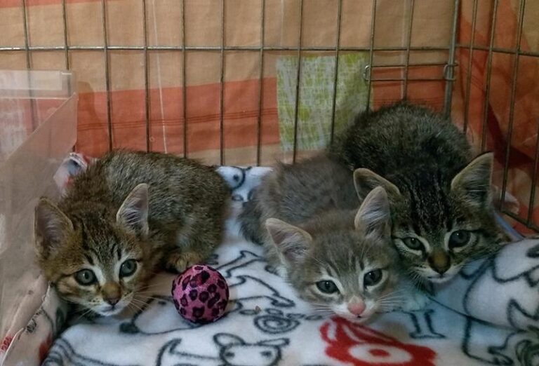 multimedia-foto60881-536-1