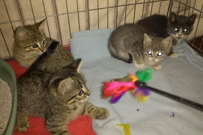 multimedia-foto60882-536-1