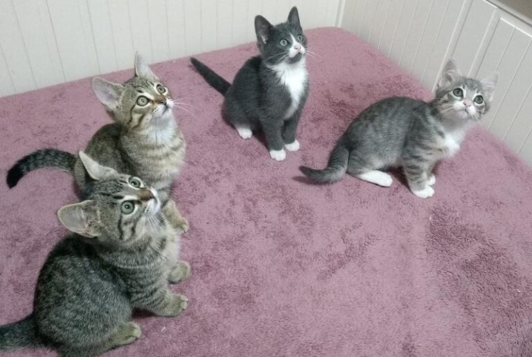 multimedia-foto60883-536-1