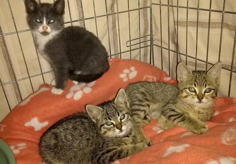 multimedia-foto60884-536-1