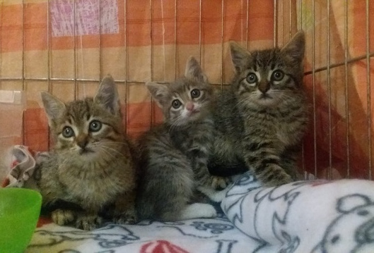 multimedia-foto60885-536-1