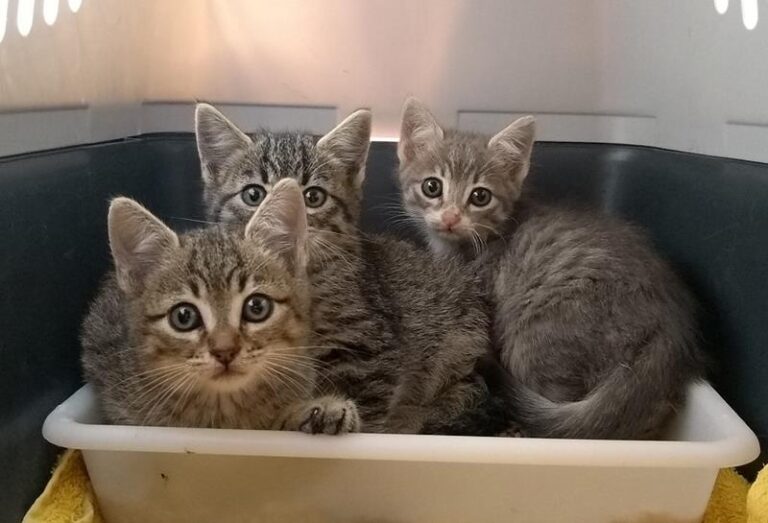 multimedia-foto60886-536-1