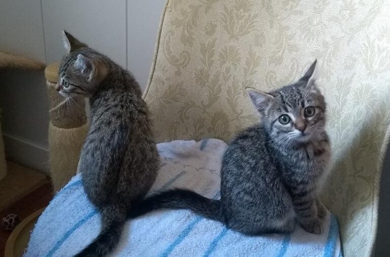 multimedia-foto60887-537-1