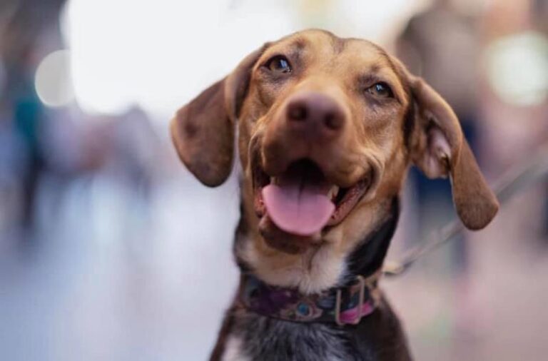 multimedia-foto60946-575-1