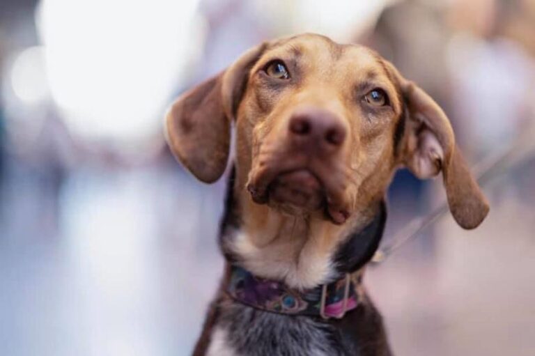 multimedia-foto60947-575-1