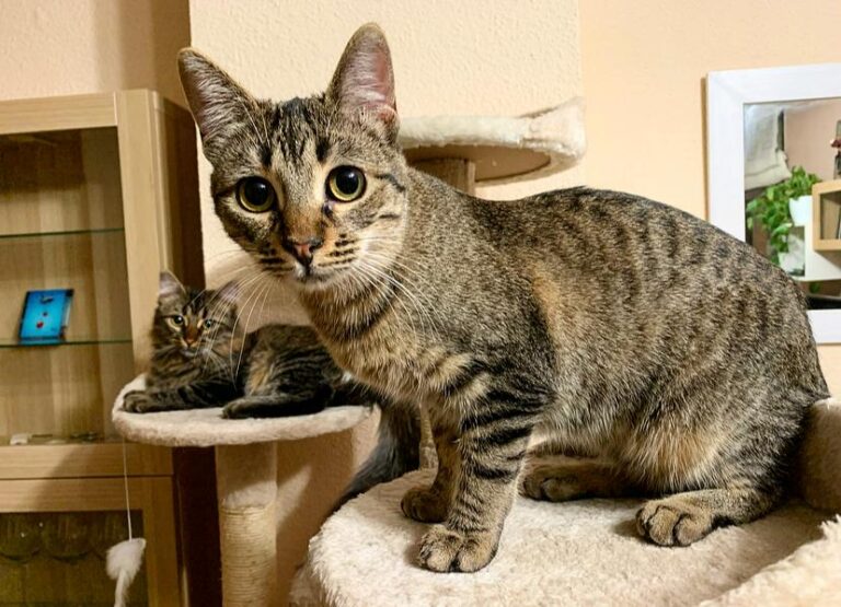 multimedia-foto60999-93-1