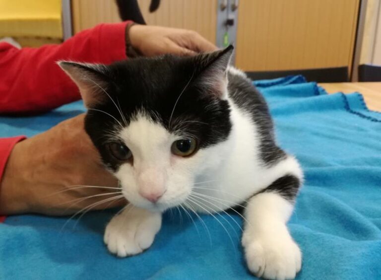 multimedia-foto61005-590-1