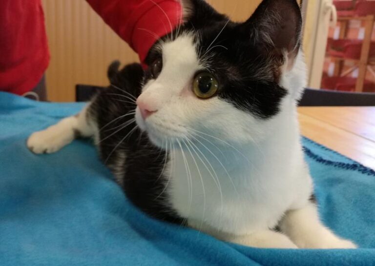 multimedia-foto61007-590-1