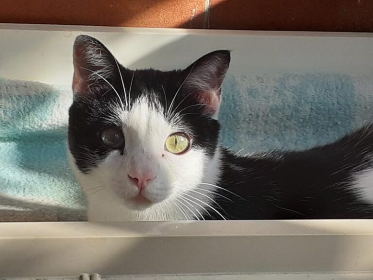 multimedia-foto61020-293-1