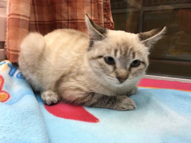 multimedia-foto61023-185-1