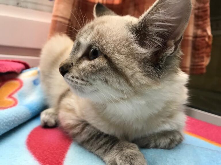 multimedia-foto61024-185-1