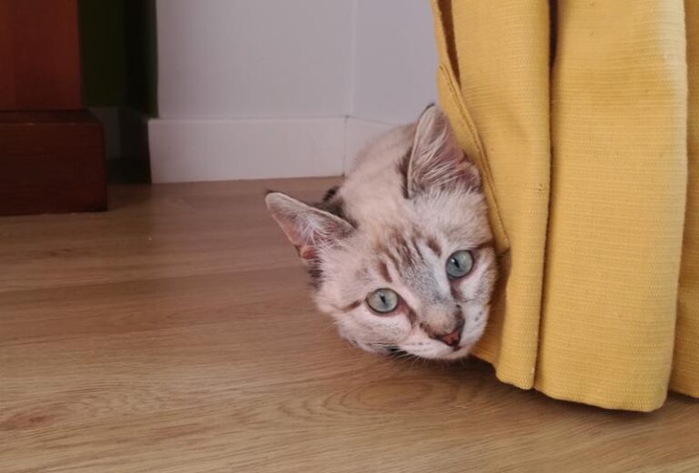 multimedia-foto61032-186-1